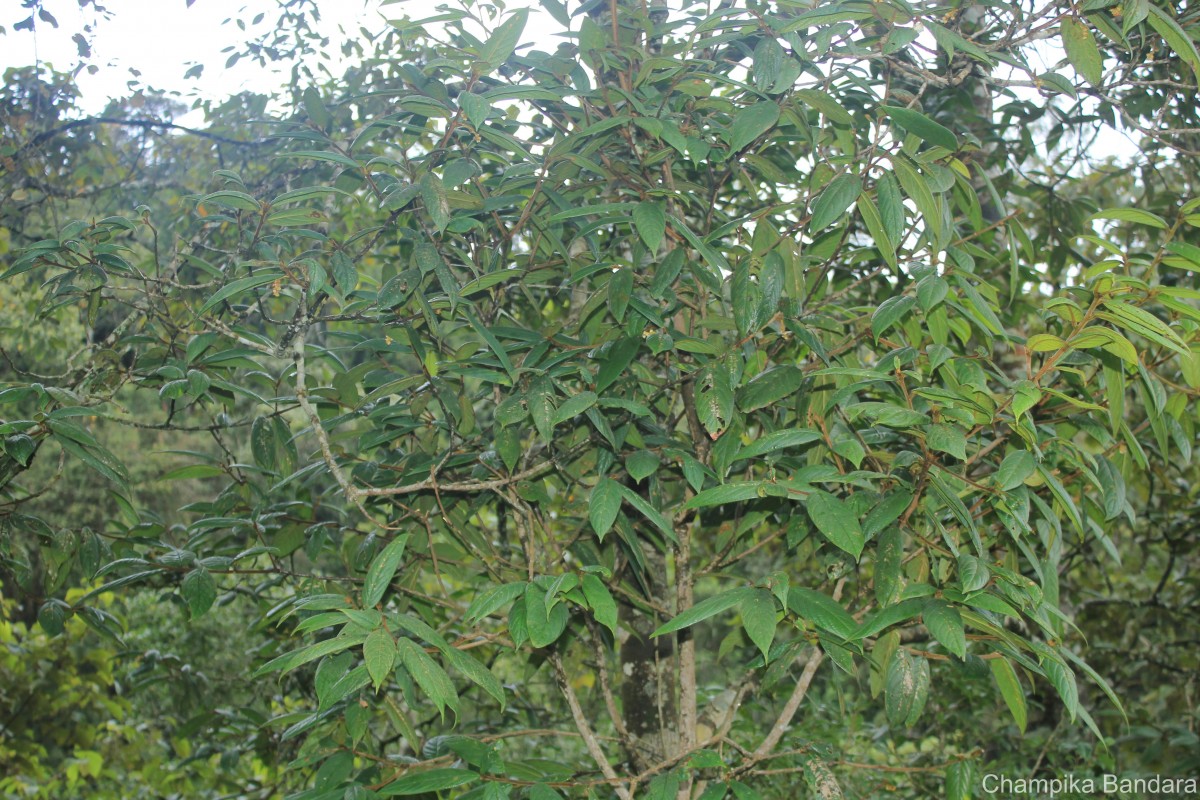 Symplocos macrophylla Wall. ex DC.